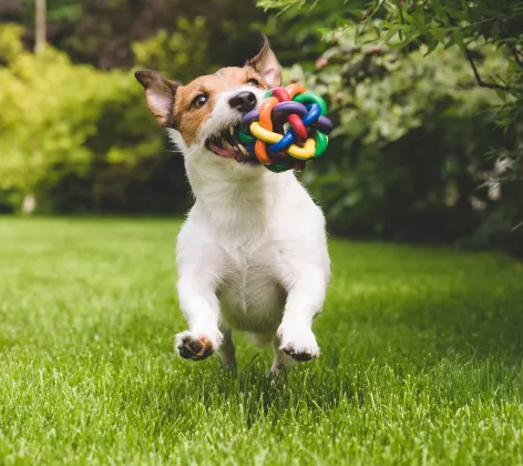 Dog playing with toy 