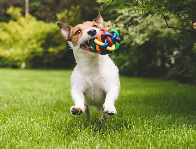 Dog playing with toy Dog playing with toy