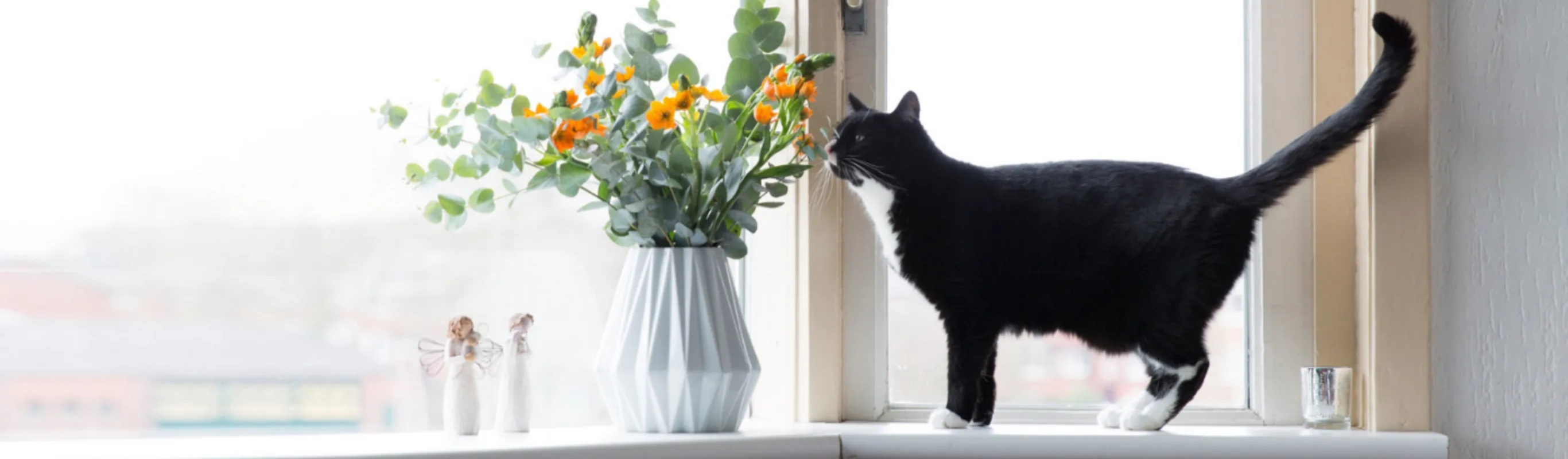 A Black Cat Standing Next to a Flower Vase on a Window