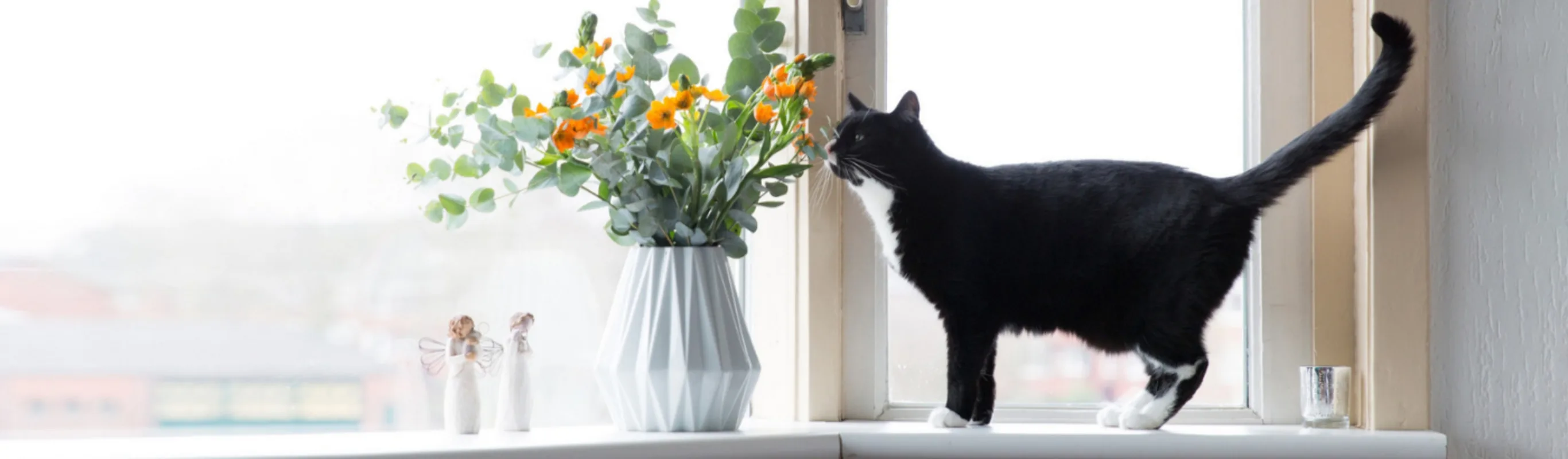 A Black Cat Standing Next to a Flower Vase on a Window A Black Cat Standing Next to a Flower Vase on a Window