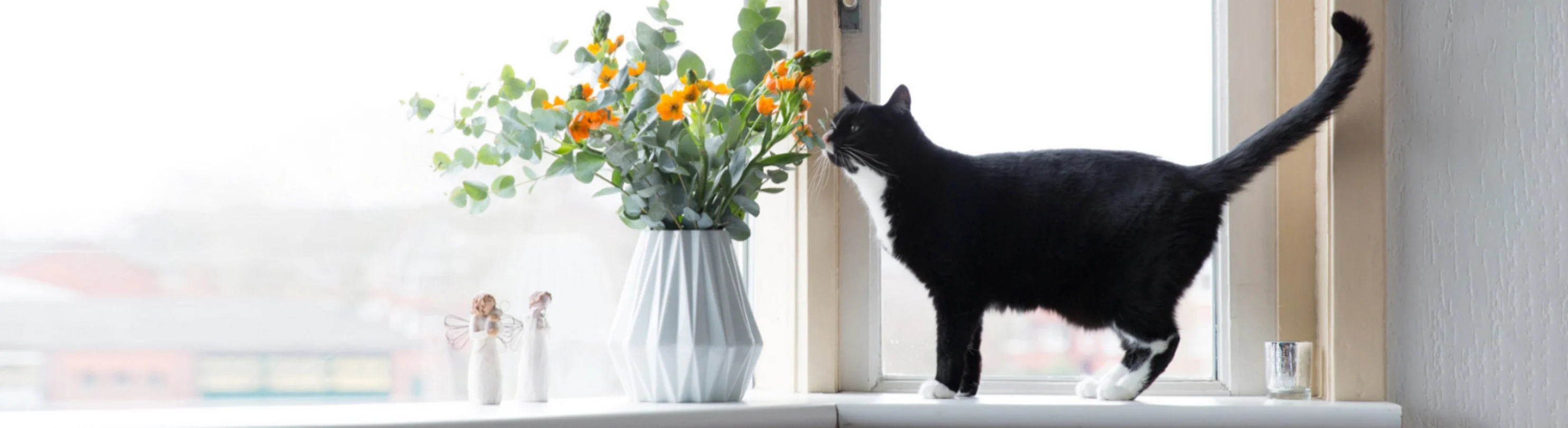 A Black Cat Standing Next to a Flower Vase on a Window A Black Cat Standing Next to a Flower Vase on a Window