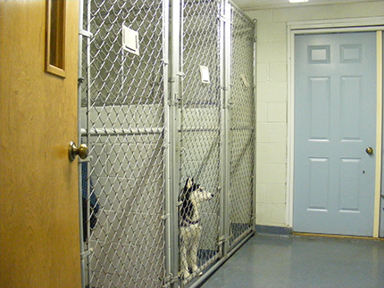 Husky in Kennel at Conrad Weisner Animal Hospital