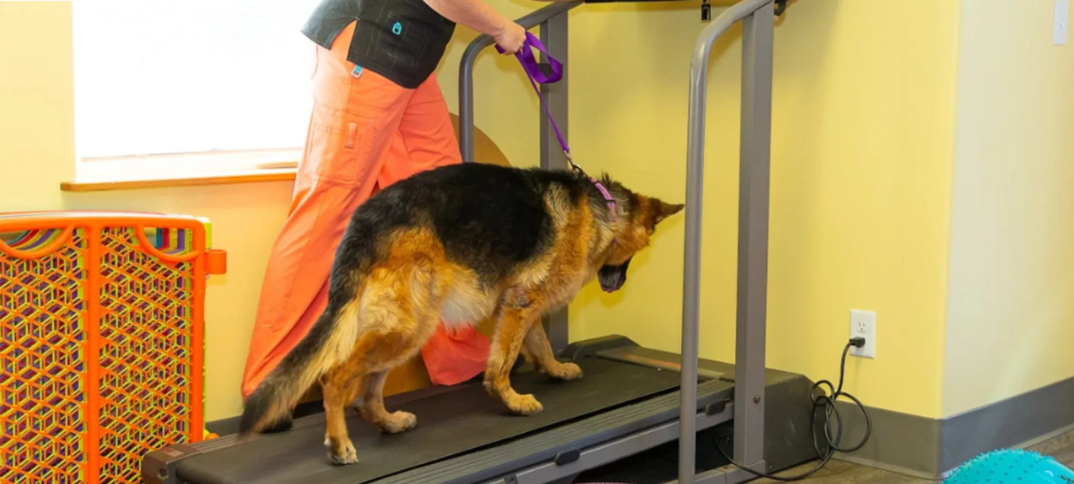A brown dog in rehabilitation at Black Dog Veterinary Services