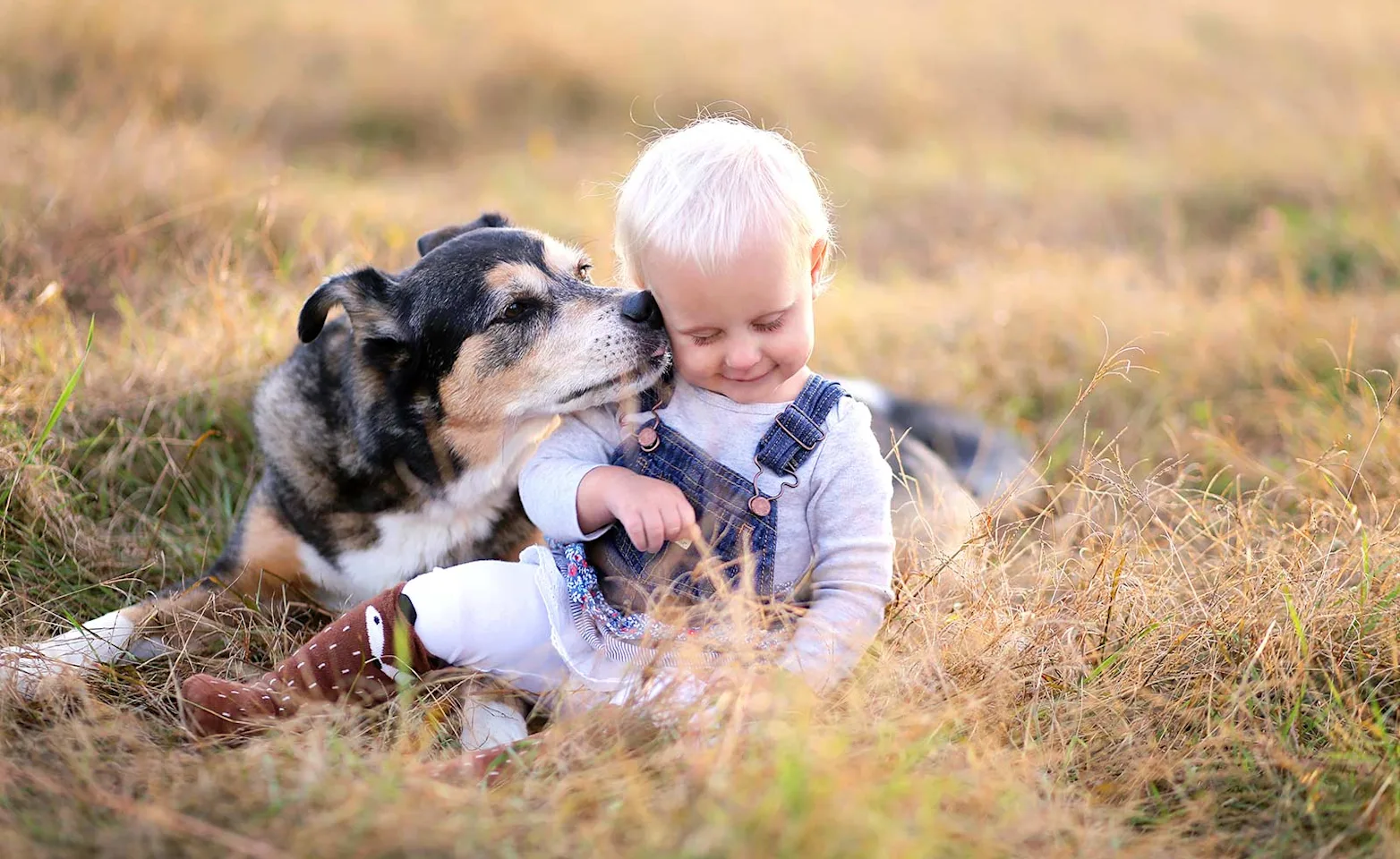 Dog licking kid in grass  Dog licking kid in grass