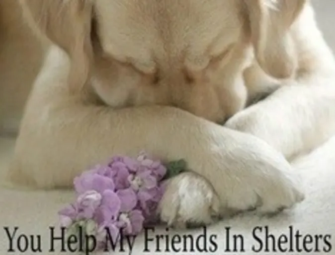 Adopt a Pet sign that says You help my friends in shelters