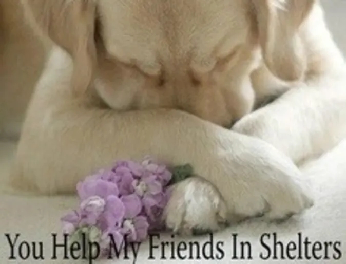 Adopt a Pet sign that says You help my friends in shelters Adopt a Pet sign that says You help my friends in shelters