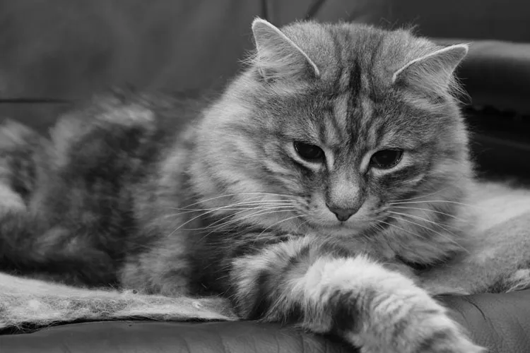 Black and white photo of a gray cat