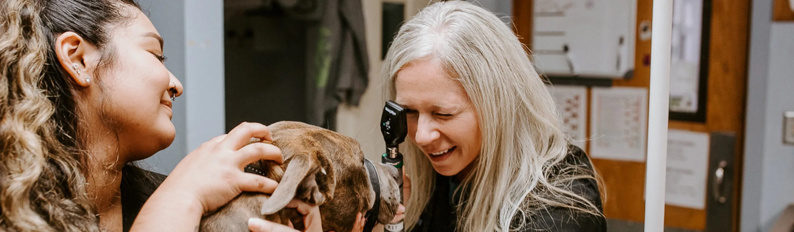 Staff at Animal Hospital of Newport Hills giving an eye exam to dog Staff at Animal Hospital of Newport Hills giving an eye exam to dog