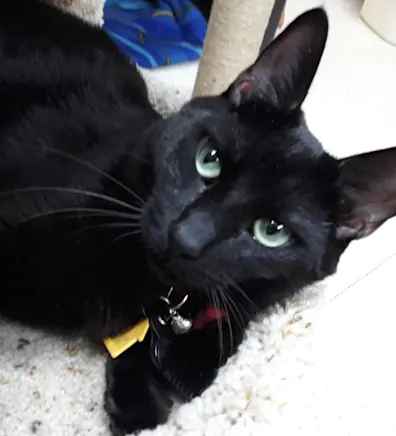 Lieutenant Dan Lieutenant Dan