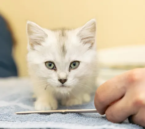 White Kitten at Clover Valley Veterinary Services