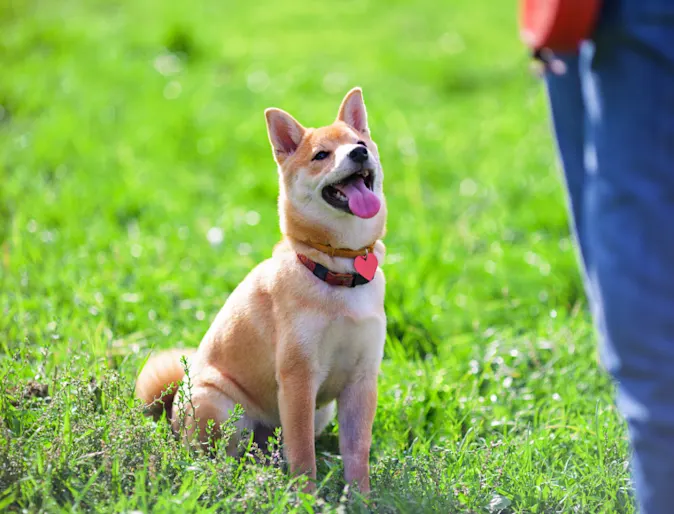 Dog receiving training