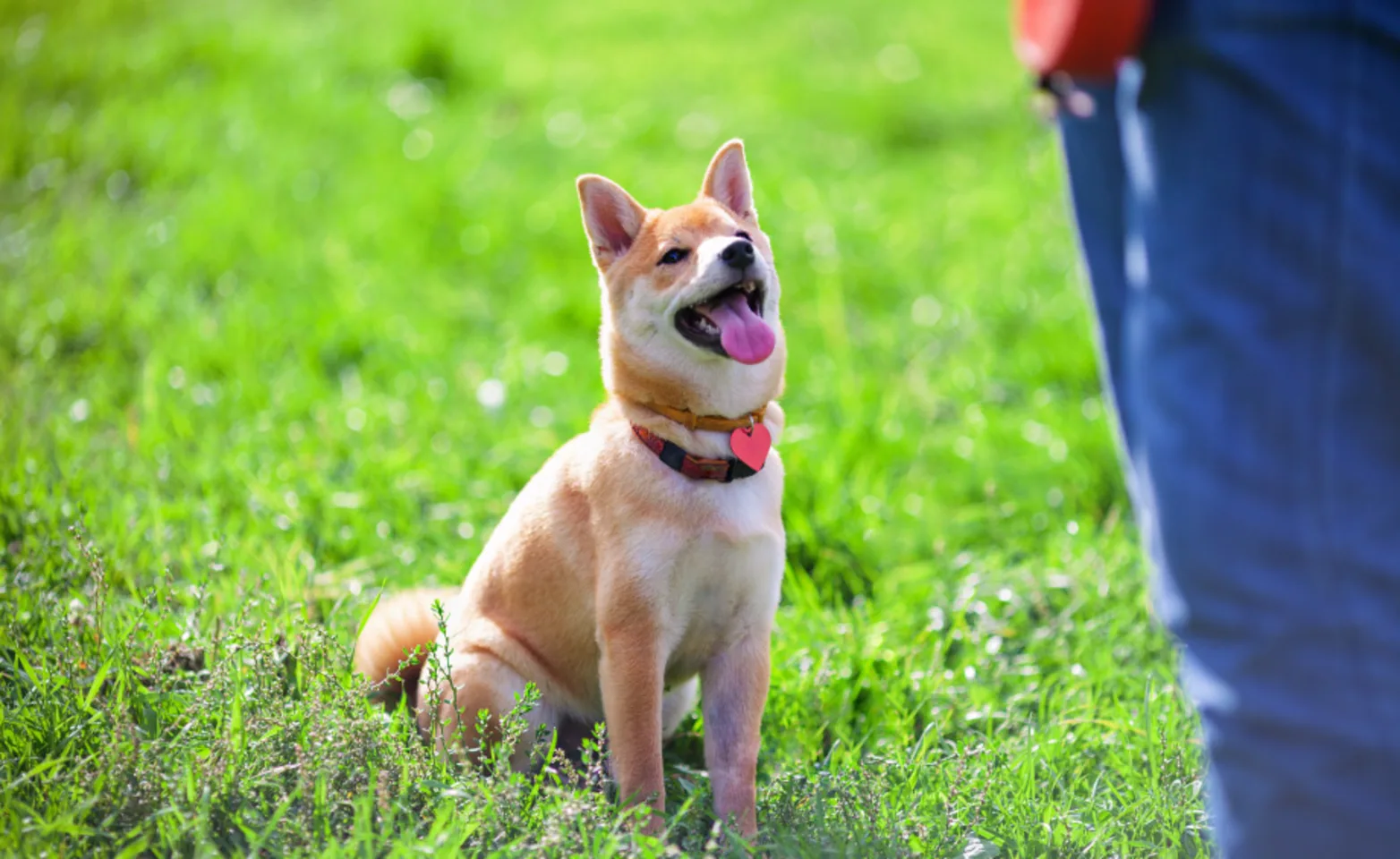 Dog receiving training