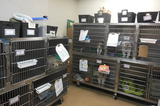 Small Dog Ward and kennels at Animal Hospital of Signal Mountain