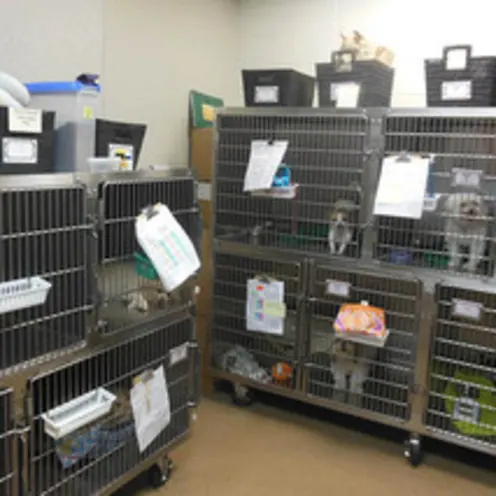 Small Dog Ward and kennels at Animal Hospital of Signal Mountain