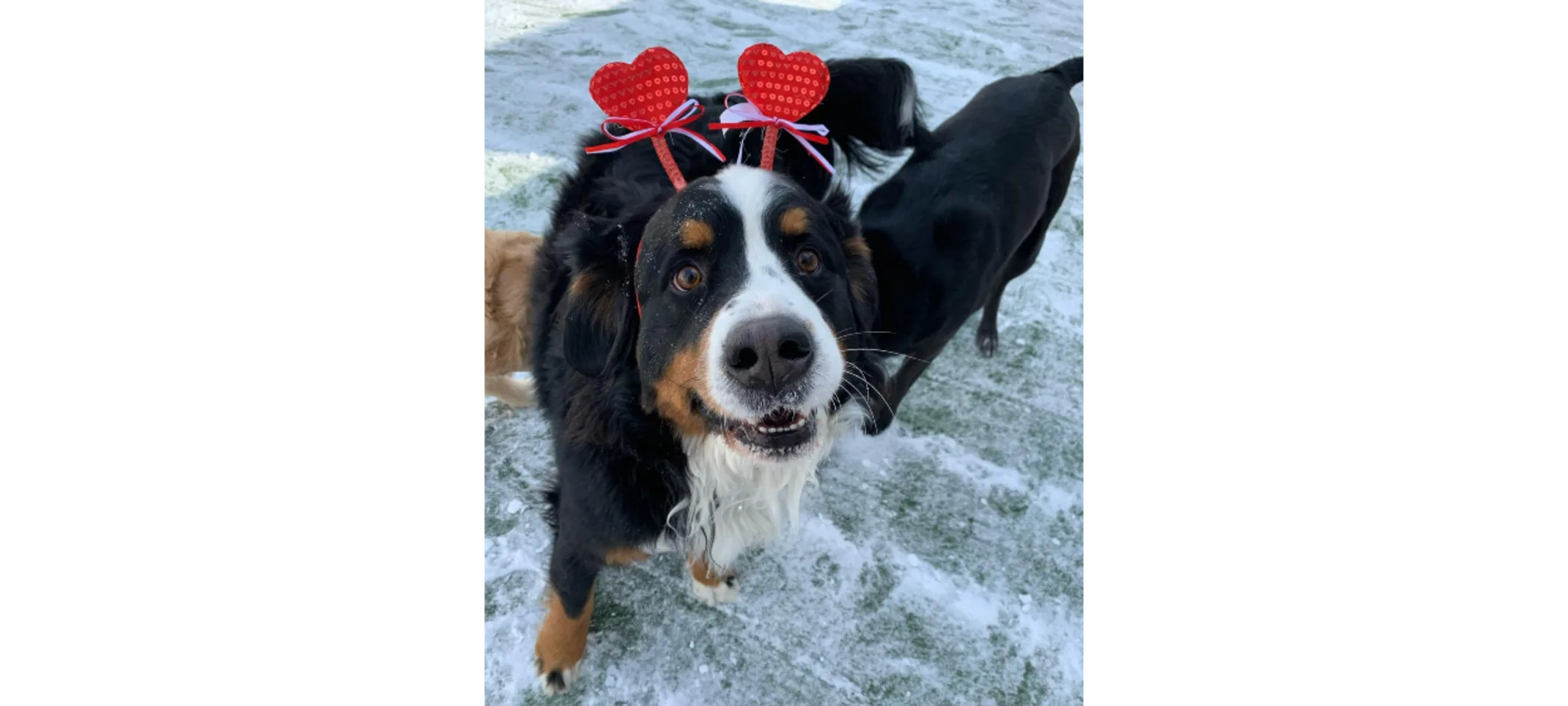 Black and White Dog With A Heart Headband 