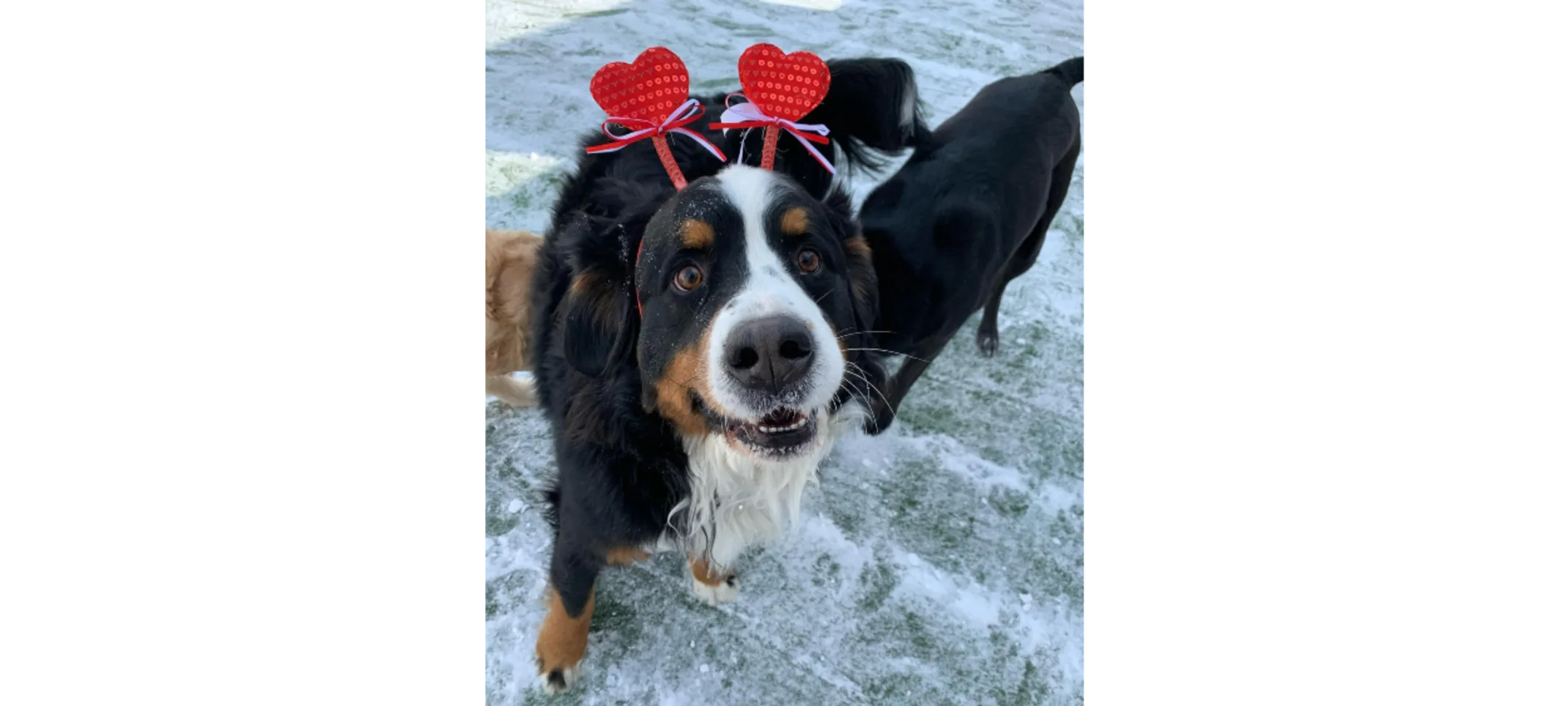 Black and White Dog With A Heart Headband Black and White Dog With A Heart Headband