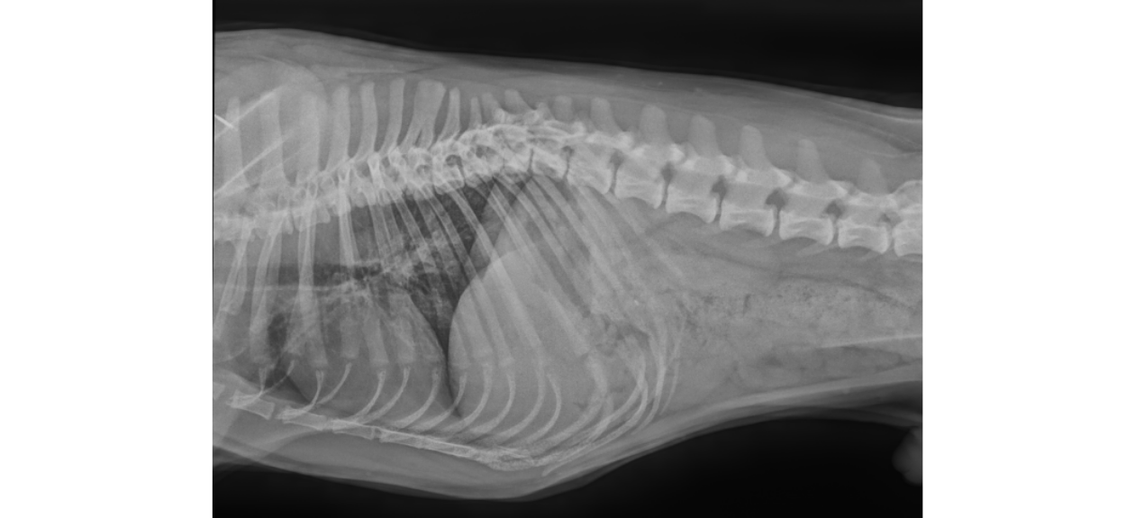 X-Ray taken at Portsmouth Veterinary Clinic