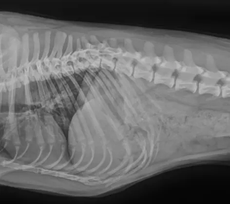 X-Ray taken at Portsmouth Veterinary Clinic X-Ray taken at Portsmouth Veterinary Clinic