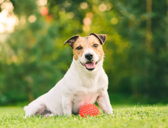 Jack Russell Terrier sitting on green lawn with orange ball