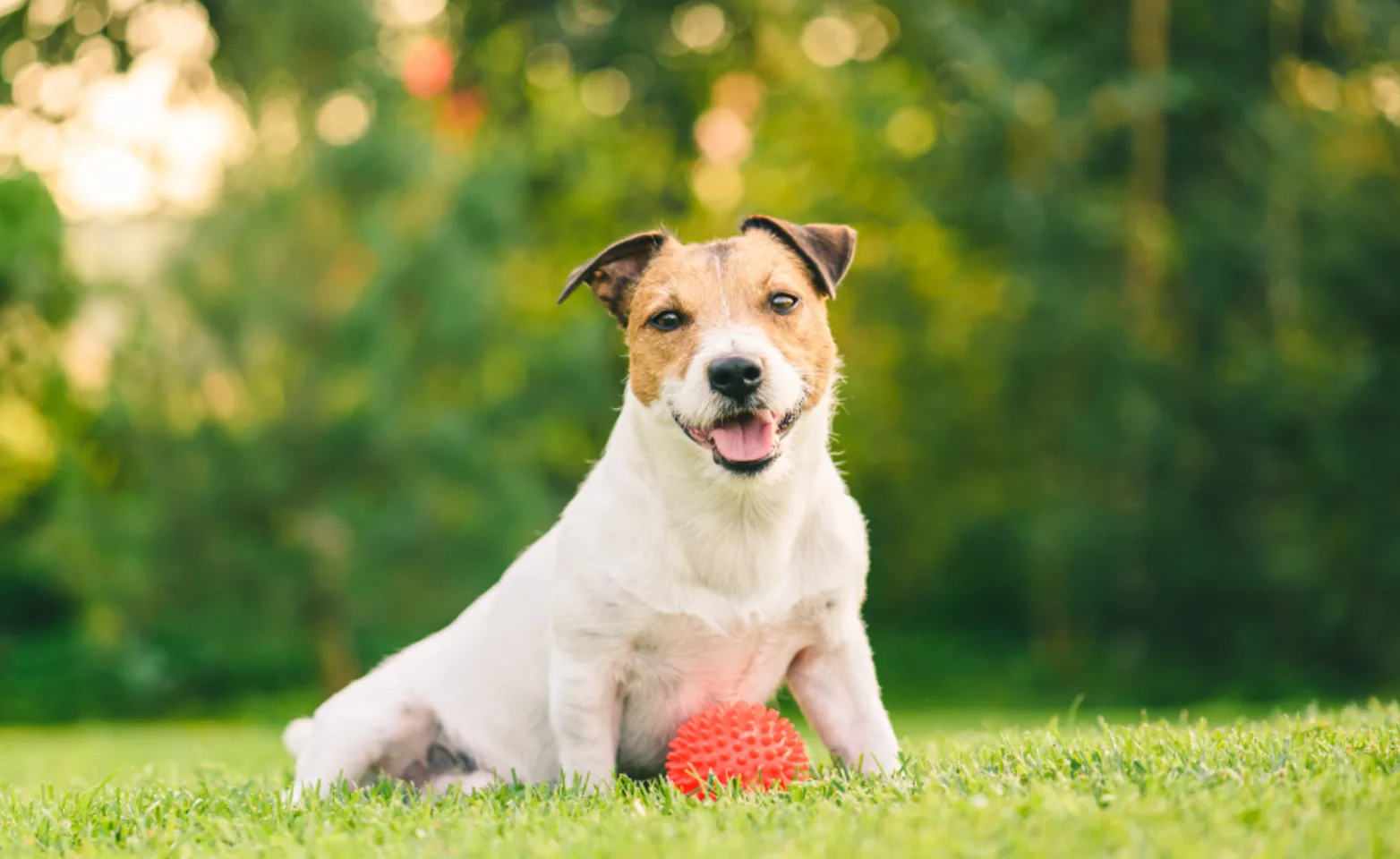 Jack Russell Terrier sitting on green lawn with orange ball