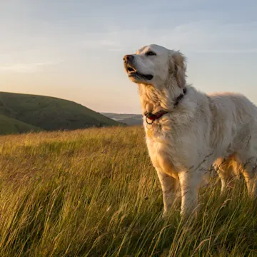 White Golden Retreiver standing on top of a green field and the sun is setting. White Golden Retreiver standing on top of a green field and the sun is setting.