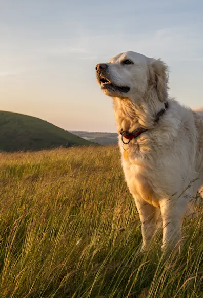 White Golden Retreiver standing on top of a green field and the sun is setting.