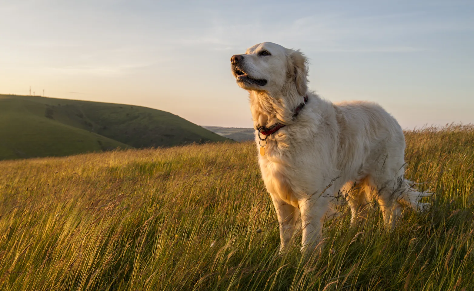 White Golden Retreiver standing on top of a green field and the sun is setting. White Golden Retreiver standing on top of a green field and the sun is setting.