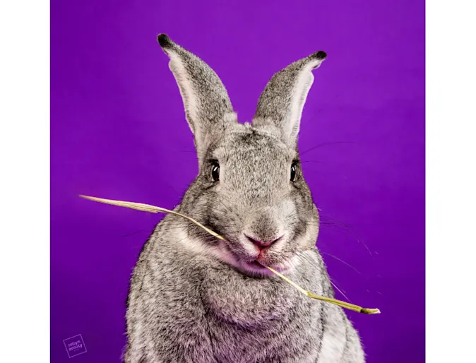 Rabbit Freyja Rabbit Freyja