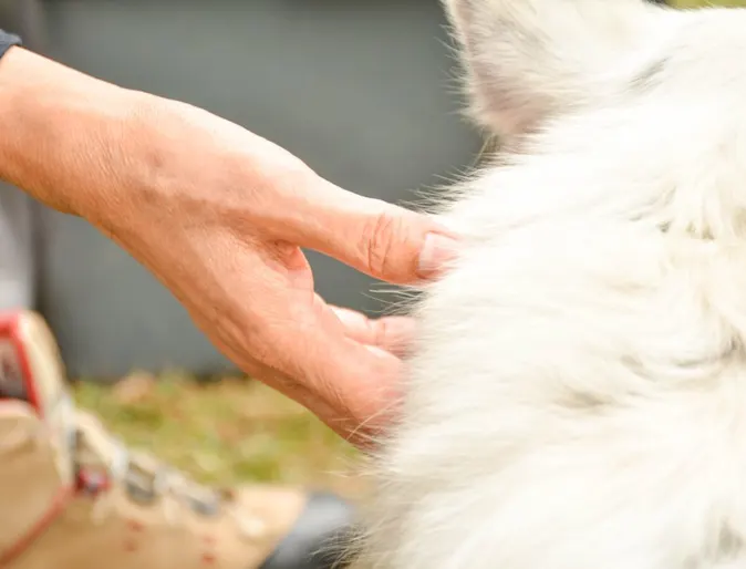 Hand feeling a dog's fur to look for bumps on it's body. Hand feeling a dog's fur to look for bumps on it's body.