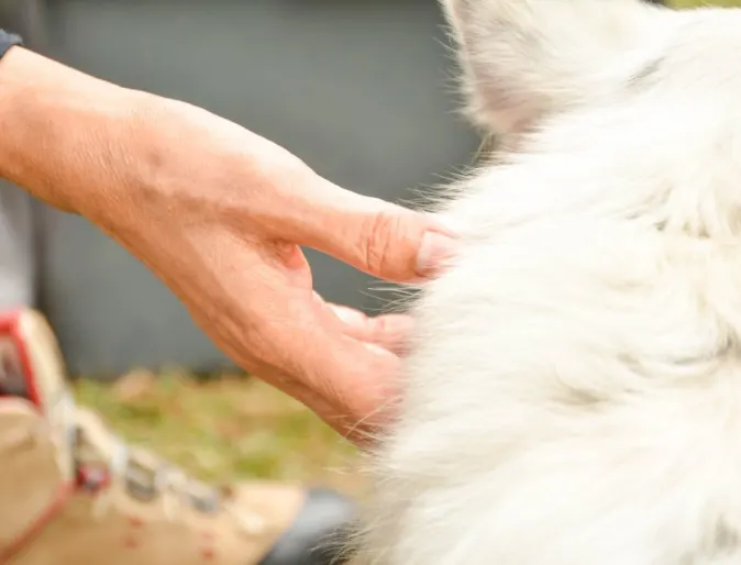 Hand feeling a dog's fur to look for bumps on it's body.
