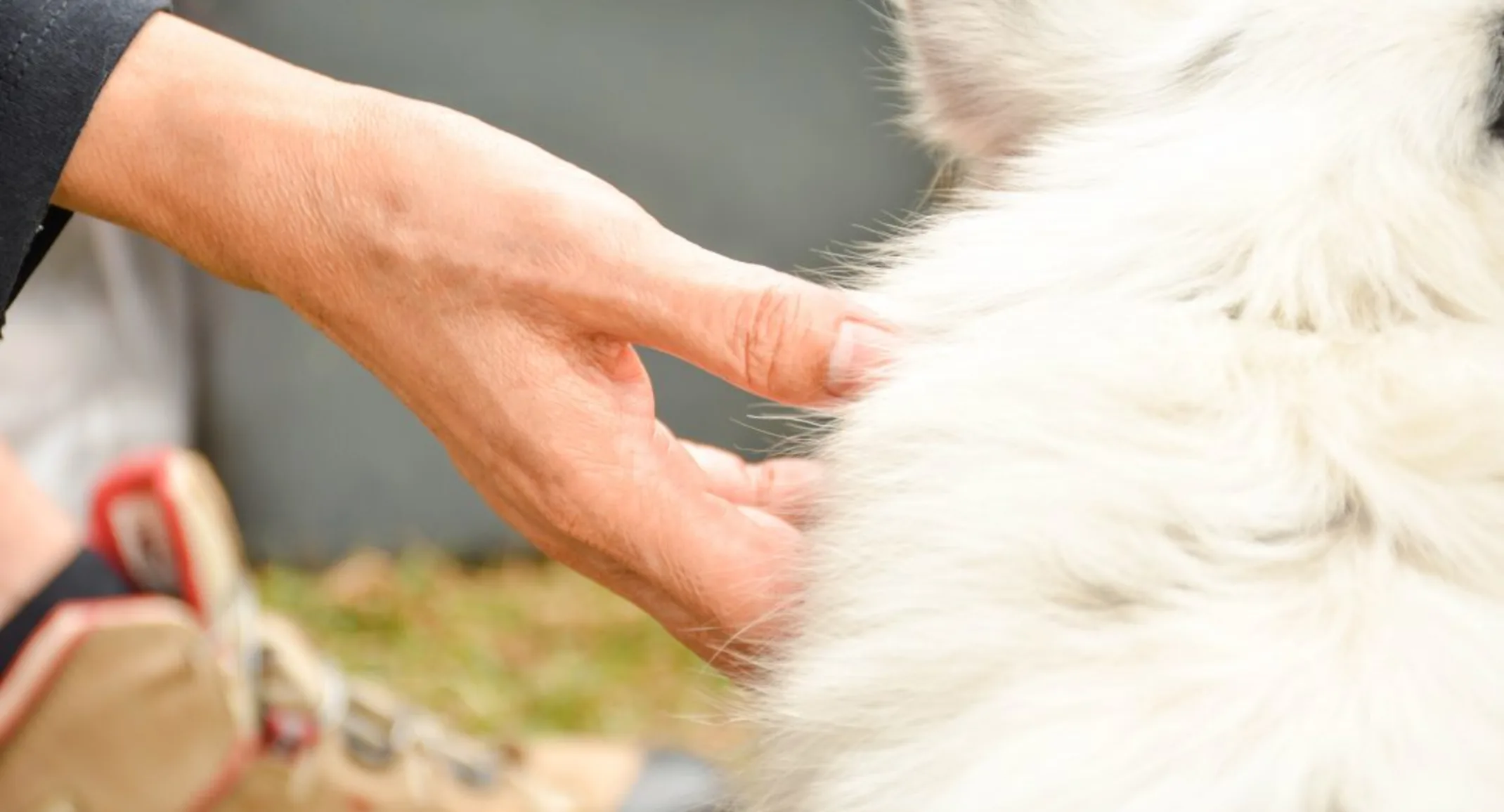 Hand feeling a dog's fur to look for bumps on it's body.