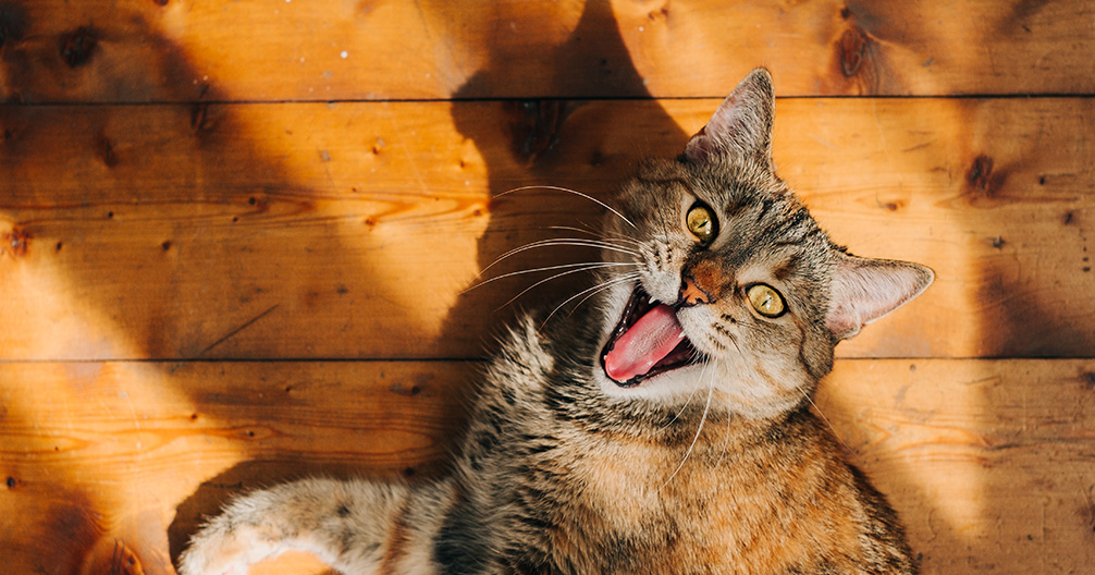 Veterinarian in Waterville, NY Waterville Veterinary Clinic