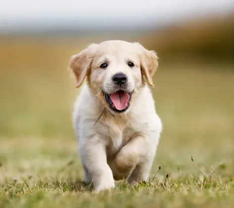 Puppy Puppy