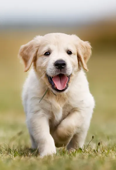 Puppy Puppy