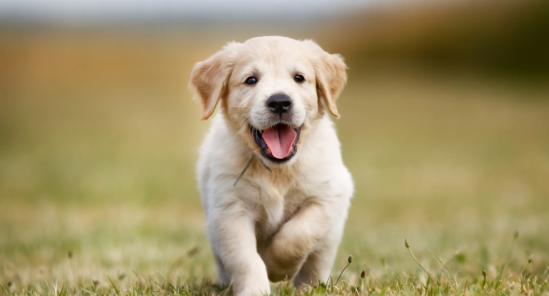 Puppy Puppy