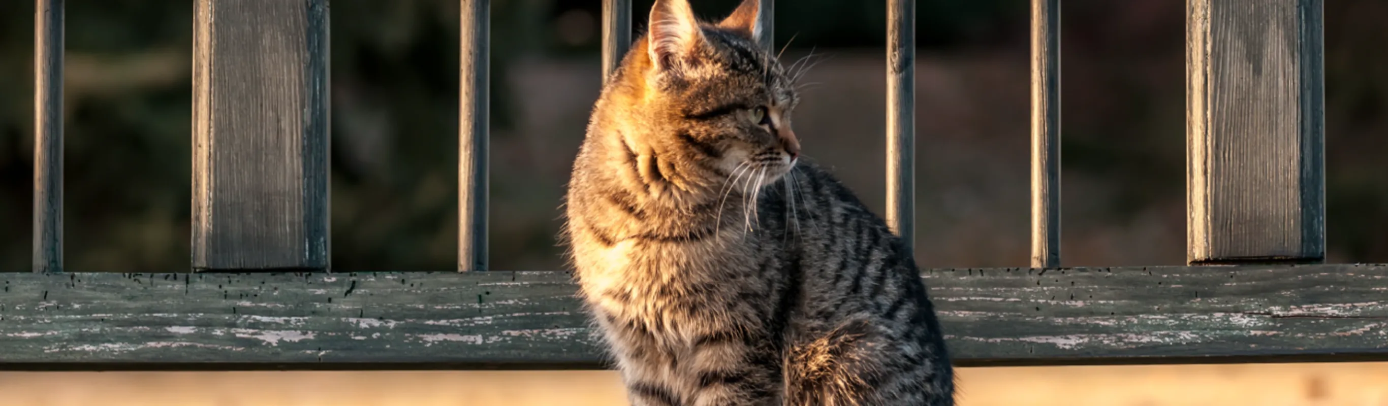 Grey tabby cat is sitting outside by a fence.