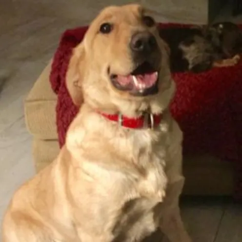 Moose Habetz Moose Habetz