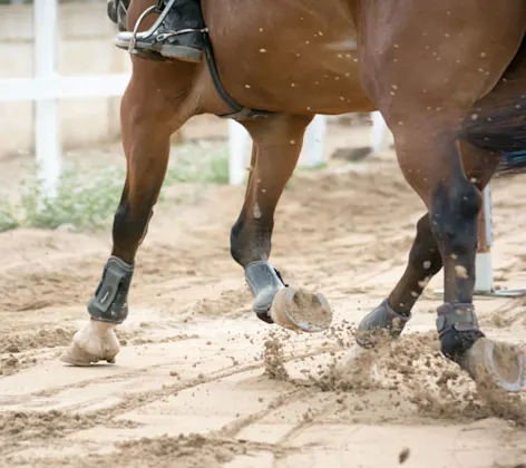 Lower half of horse trotting through dirt track Lower half of horse trotting through dirt track