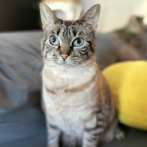 Light brown striped cat with light blue eyes sitting on a bed looking at the camera