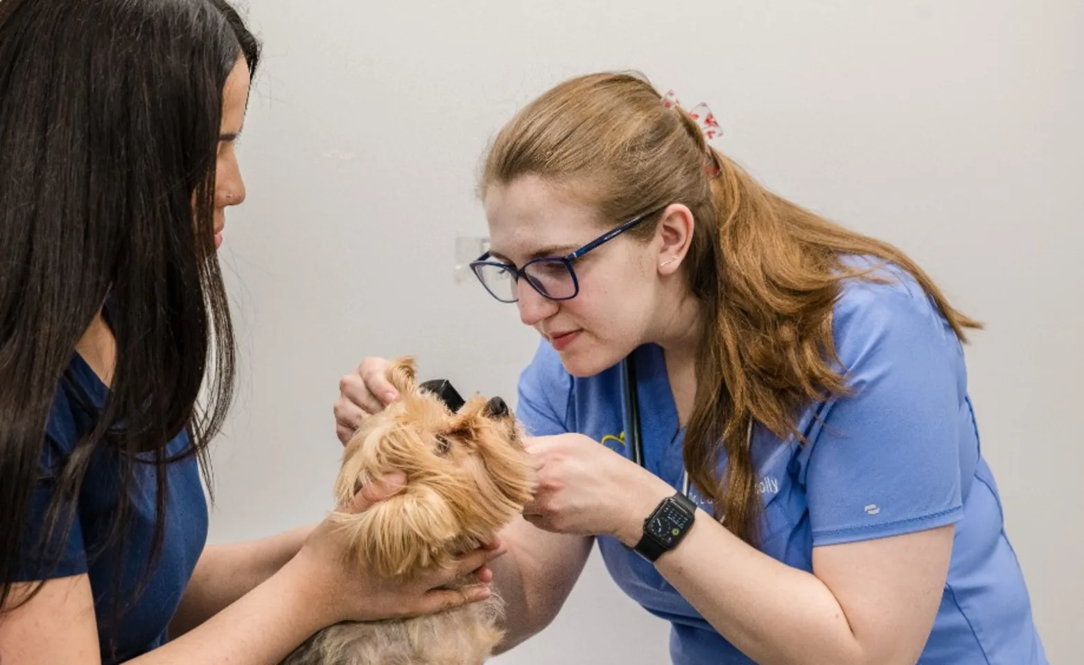 Staff Members Examining a Small Dog at Tribeca Soho Animal Hospital Staff Members Examining a Small Dog at Tribeca Soho Animal Hospital