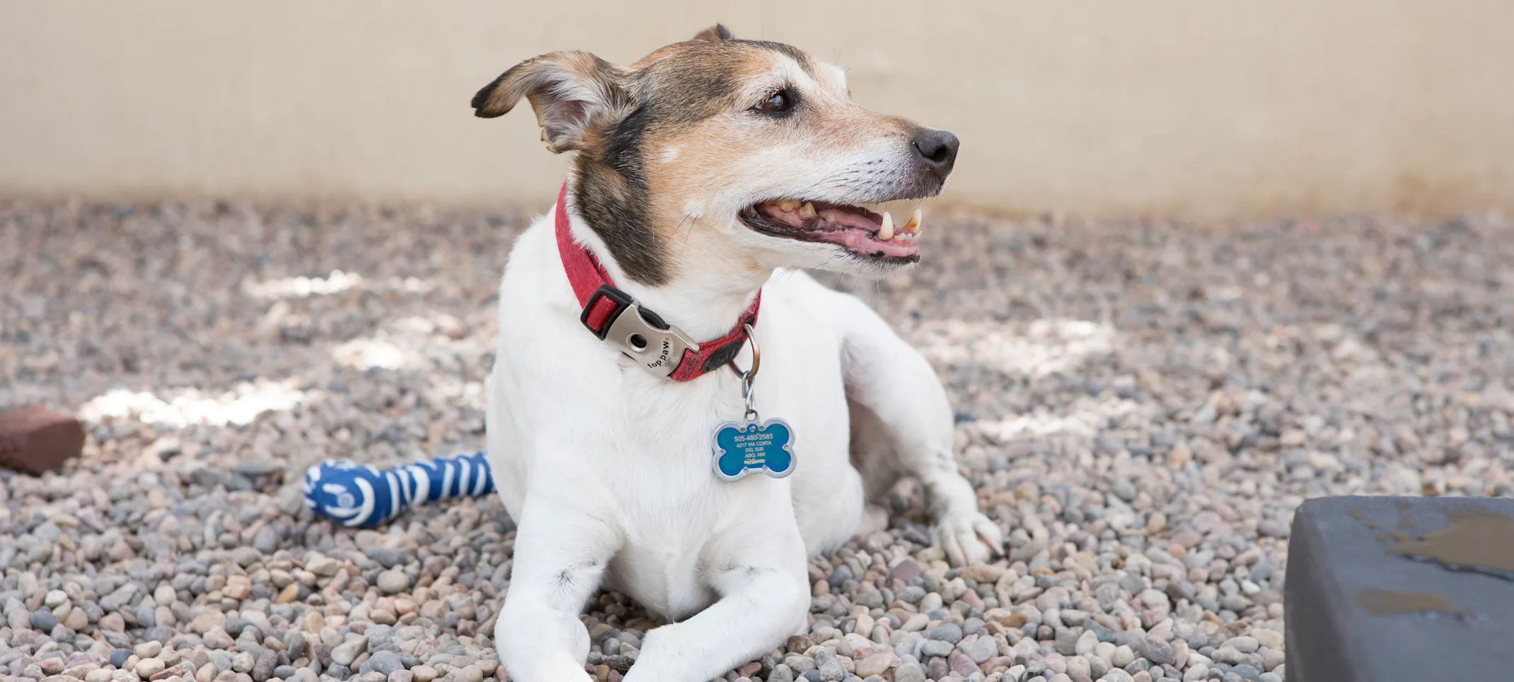 dog sitting outside dog sitting outside
