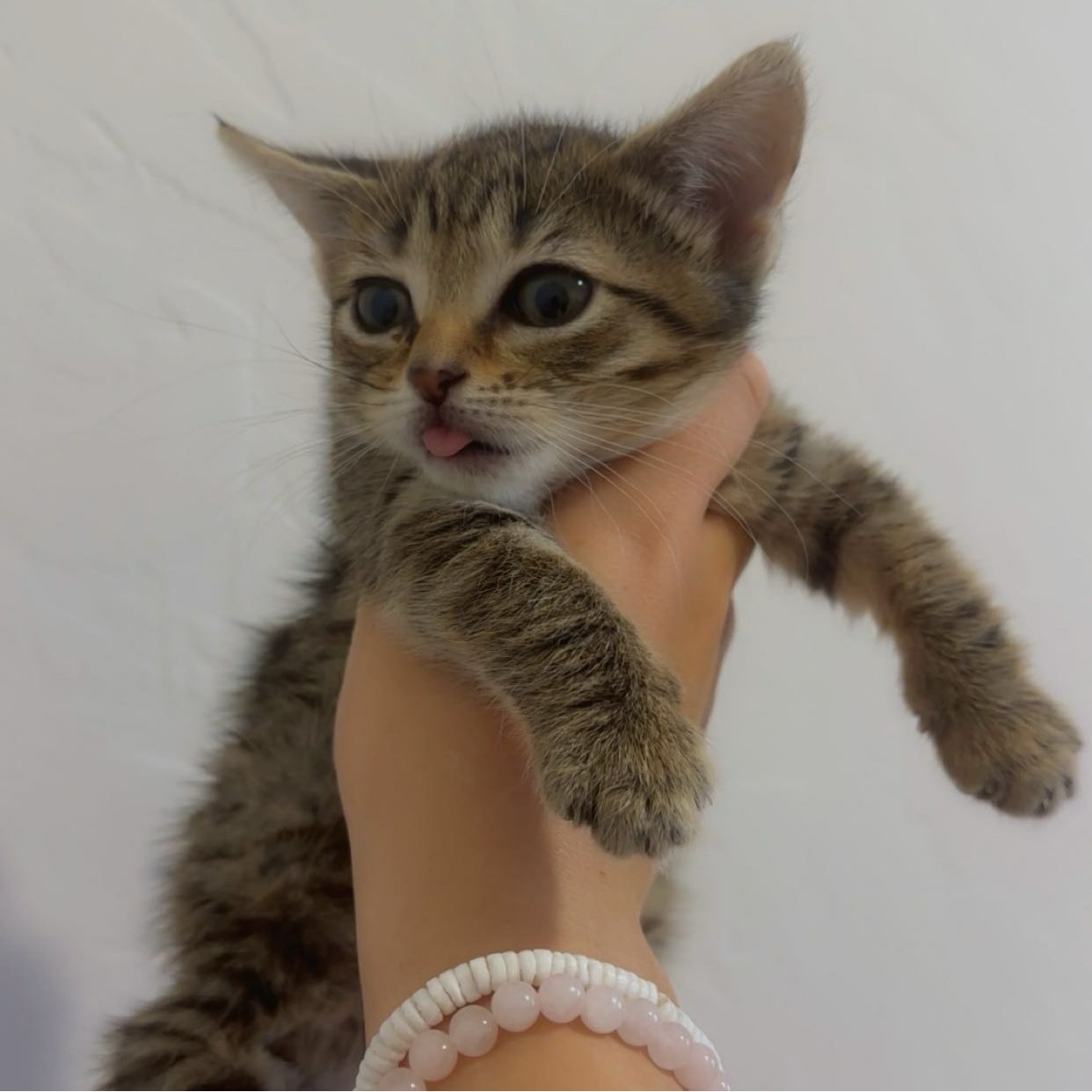 Amelia, Female, DOB 3/2/2026