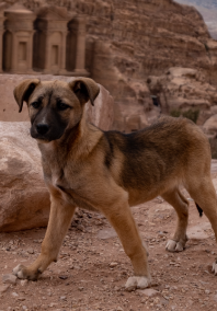 Dog sitting in rocks