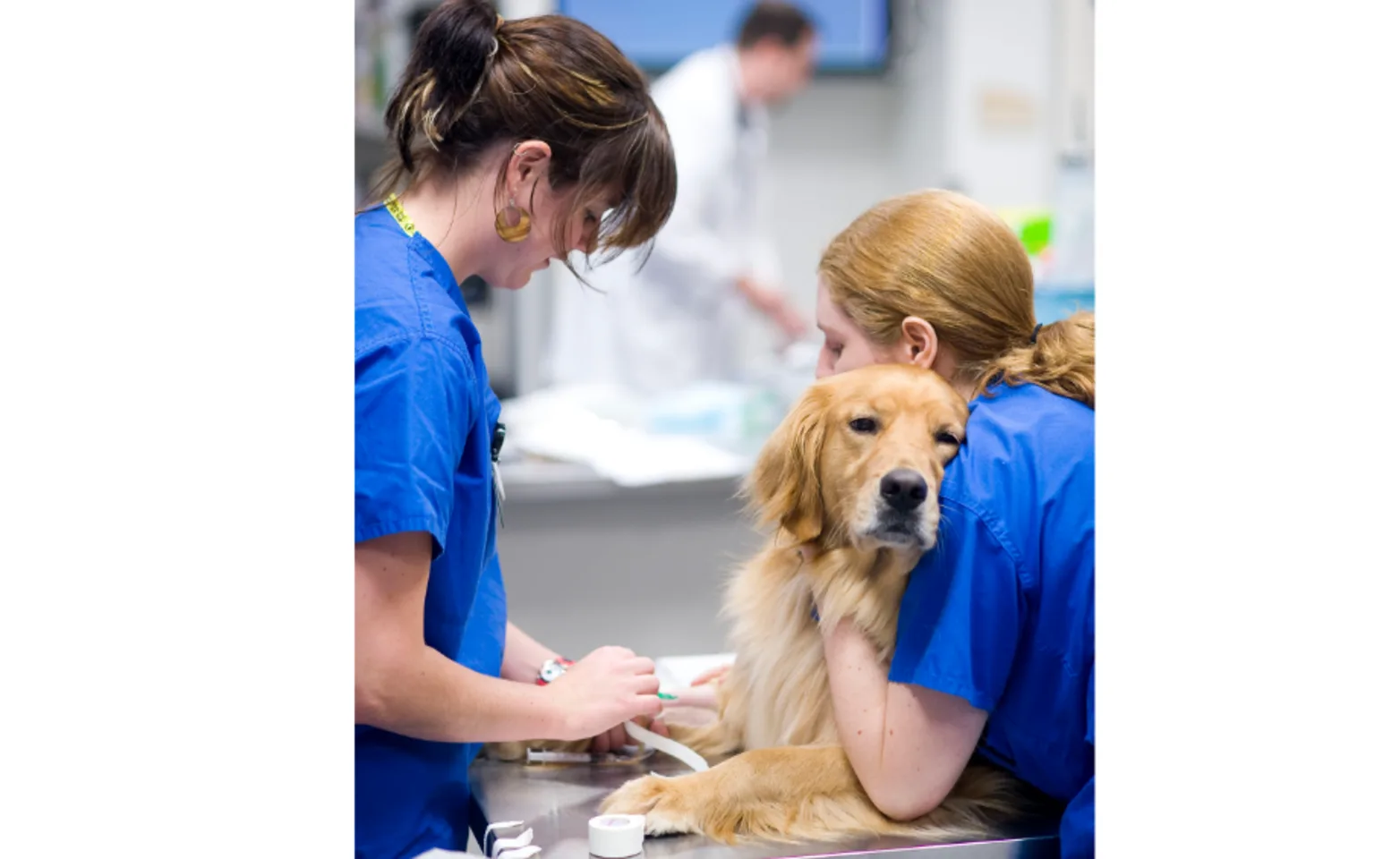 Two nurses helping a golden retriever. Two nurses helping a golden retriever.