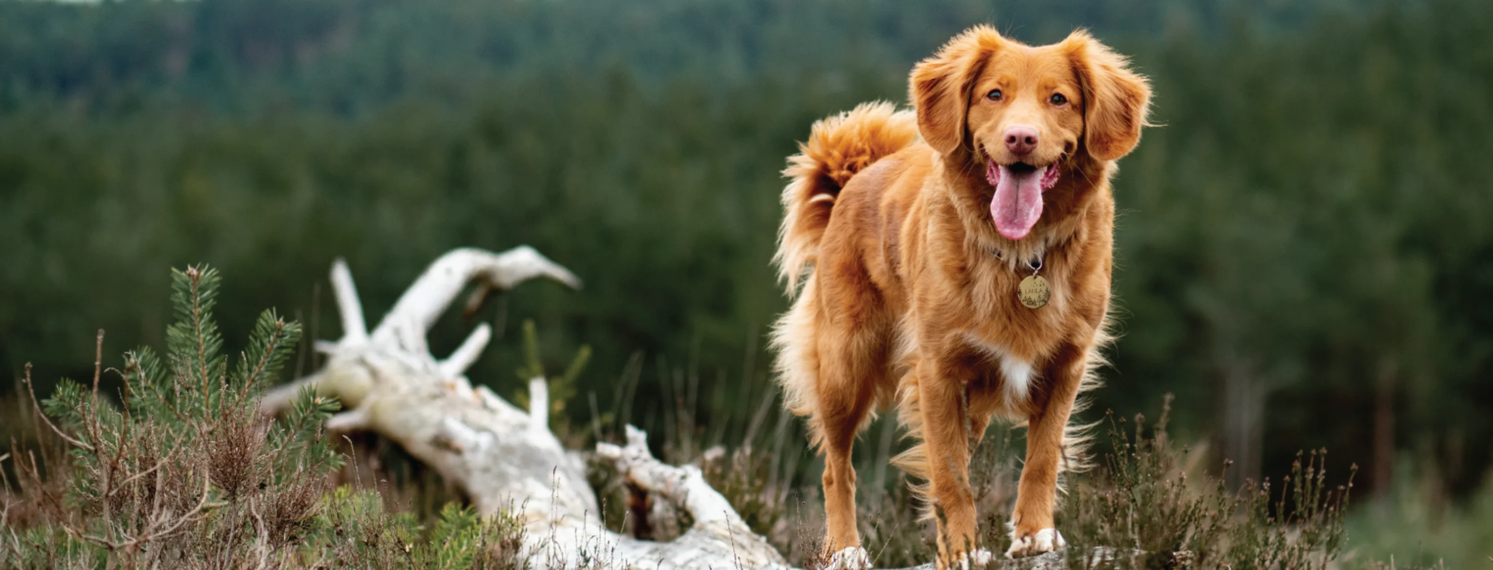 Dog on log by nature