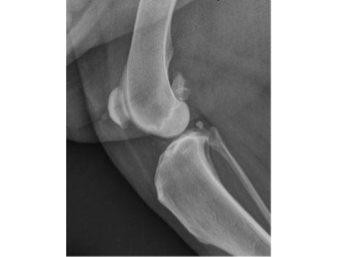 Radiograph of a normal canine stifle (knee joint) with no arthritis.