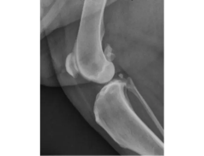Radiograph of a normal canine stifle (knee joint) with no arthritis. Radiograph of a normal canine stifle (knee joint) with no arthritis.