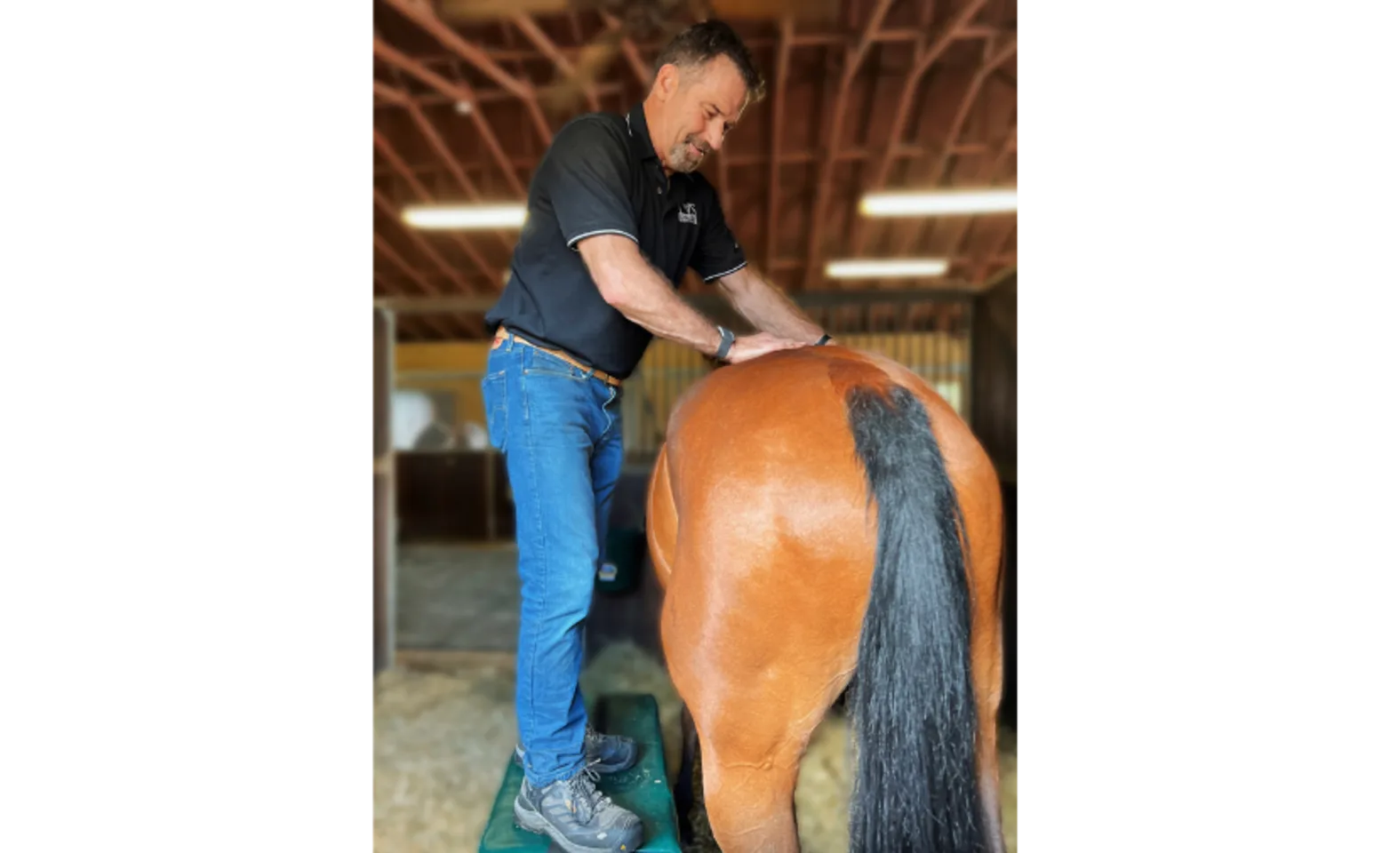 Staff member with a brown horse Staff member with a brown horse