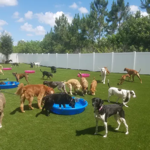 Woofdorf Astoria of Lakewood Ranch - Lots of dogs playing outside on the grass and in pools. 