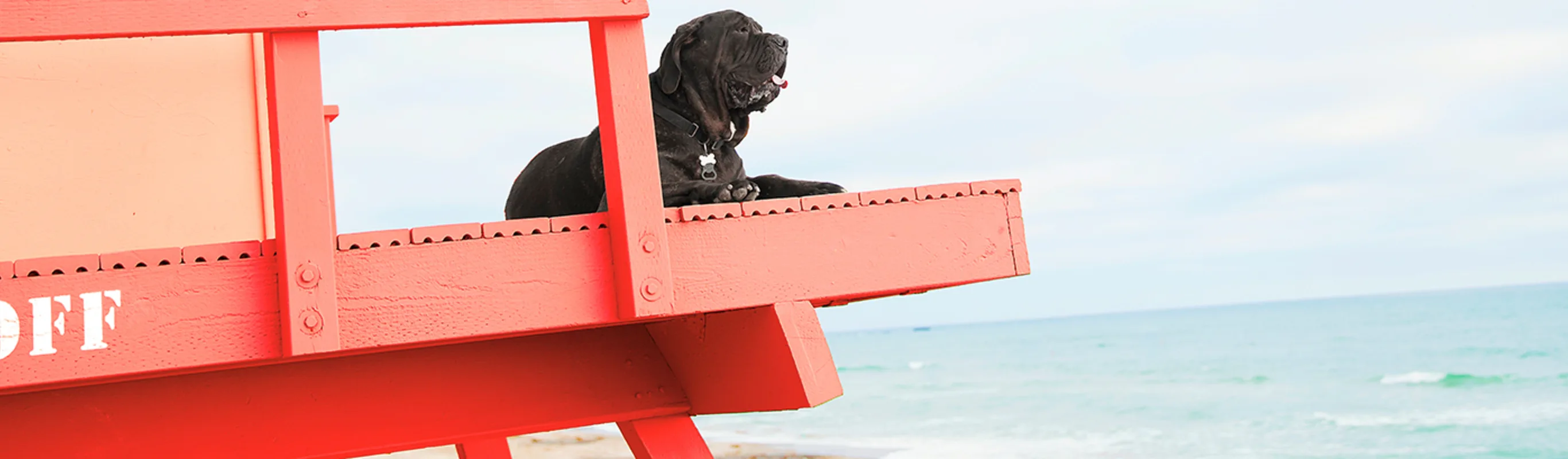 A mastiff sitting on a lifeguard stand